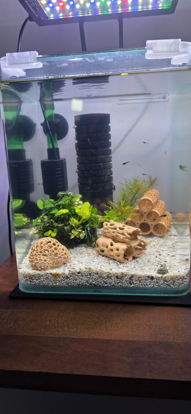 shrimp Park Voilà, petite nouvelle de mes petits bacs à crevettes. Pour le moment, je n’ai fait que piocher à l’épuisette dans le 30 litres les petites danseuses. Dans l’aquarium de droite : il y a une quinzaine de mamans grainées qui se cachent religieusement dans les plantes et derrière le filtre, donc très compliqué à vous montrer.
De l’autre côté, énormément de juvéniles et de zoés. Là, pour le moment, un peu plus de 150 crevettes, uniquement pêchées à l'épuisette dans l’Amazonien. Il en reste encore énormément dedans. À chaque fois que j’ai plongé mon épuisette, j’en ai remonté une vingtaine à la fois. Ça vous donne une idée de la quantité qu’il y a encore dans le 30 L : certainement plus de 200.
Pour le moment, elles n’ont pas leur couleur définitive. C’est un peu compliqué de déjà les sélectionner. Vu qu’il n’y a pas de chauffage dans l’aquarium, leur développement va être plus lent que dans l’Amazonien. Malgré tout, chaque bac a une température de 22 °C, alors que dans la pièce il fait 20 °C, sûrement dû à la pompe immergée du filtre qui chauffe légèrement et au petit litrage des aquariums.
La prochaine étape sera d’enlever la racine de l’Amazonien et de la poser sur un plateau avec un fond d’eau, pour que les crevettes qui sont encore piégées tombent naturellement dans le fond du plateau. Il faudra ensuite retirer les plantes, attraper un maximum de crevettes, enlever le sol et réinstaller la racine dans l’aquarium sans sol pendant quelques jours, afin que je puisse attraper un maximum d’escargots coincés dedans, simplement avec un peu de nourriture posée sur le fond de l’aquarium.
J’espère juste que j’aurai le temps de le faire cette semaine.
Sinon, bonne journée à vous.