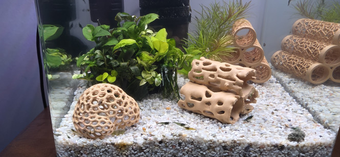 shrimp Park Voilà, petite nouvelle de mes petits bacs à crevettes. Pour le moment, je n’ai fait que piocher à l’épuisette dans le 30 litres les petites danseuses. Dans l’aquarium de droite : il y a une quinzaine de mamans grainées qui se cachent religieusement dans les plantes et derrière le filtre, donc très compliqué à vous montrer.
De l’autre côté, énormément de juvéniles et de zoés. Là, pour le moment, un peu plus de 150 crevettes, uniquement pêchées à l'épuisette dans l’Amazonien. Il en reste encore énormément dedans. À chaque fois que j’ai plongé mon épuisette, j’en ai remonté une vingtaine à la fois. Ça vous donne une idée de la quantité qu’il y a encore dans le 30 L : certainement plus de 200.
Pour le moment, elles n’ont pas leur couleur définitive. C’est un peu compliqué de déjà les sélectionner. Vu qu’il n’y a pas de chauffage dans l’aquarium, leur développement va être plus lent que dans l’Amazonien. Malgré tout, chaque bac a une température de 22 °C, alors que dans la pièce il fait 20 °C, sûrement dû à la pompe immergée du filtre qui chauffe légèrement et au petit litrage des aquariums.
La prochaine étape sera d’enlever la racine de l’Amazonien et de la poser sur un plateau avec un fond d’eau, pour que les crevettes qui sont encore piégées tombent naturellement dans le fond du plateau. Il faudra ensuite retirer les plantes, attraper un maximum de crevettes, enlever le sol et réinstaller la racine dans l’aquarium sans sol pendant quelques jours, afin que je puisse attraper un maximum d’escargots coincés dedans, simplement avec un peu de nourriture posée sur le fond de l’aquarium.
J’espère juste que j’aurai le temps de le faire cette semaine.
Sinon, bonne journée à vous.