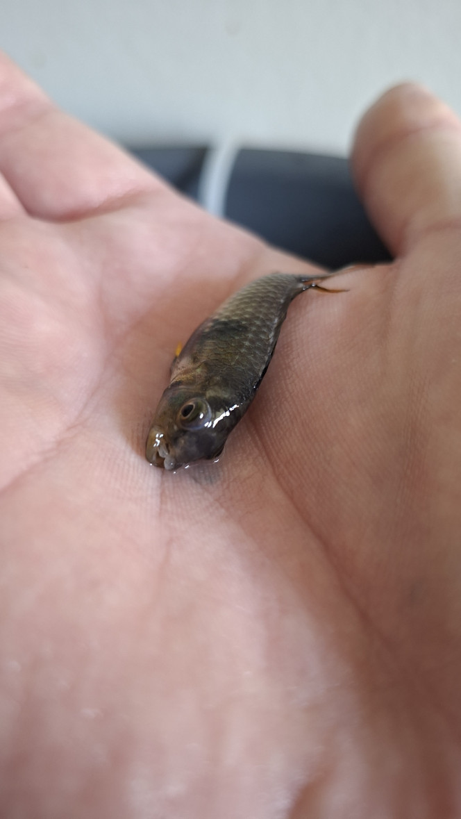 Photographie du post de fuzzytooth 