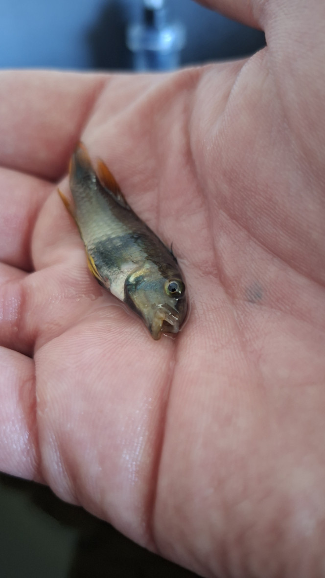 Photographie du post de fuzzytooth 