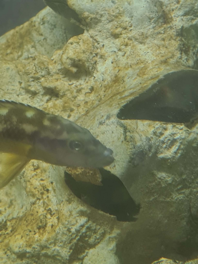 Photographie du post de Ailu 