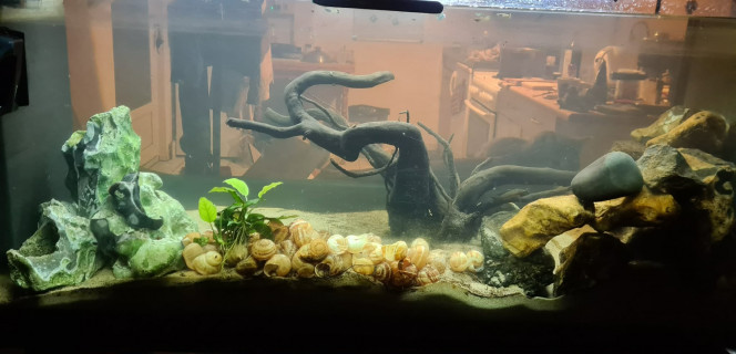 Photographie du post de Ailu 