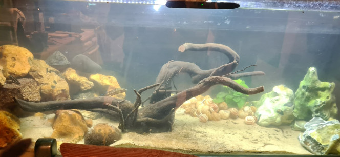 Photographie du post de Ailu 