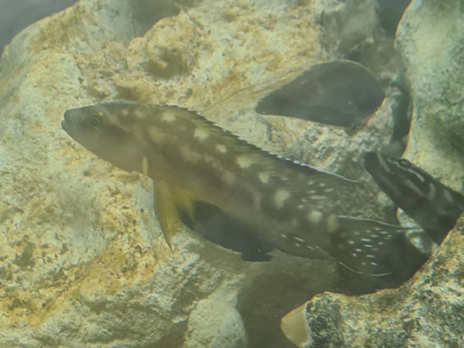 Photographie du post de Ailu 