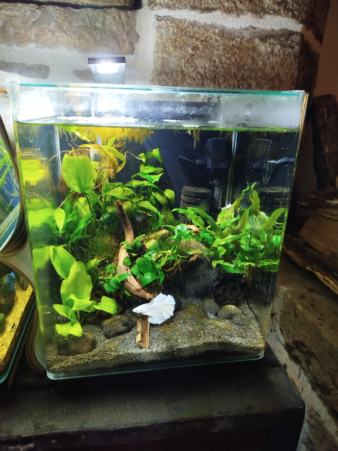 Photographie du post de Pek29 