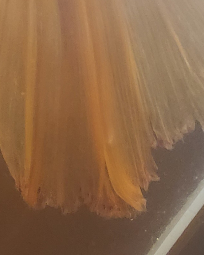 Photographie du post de Nymeria 