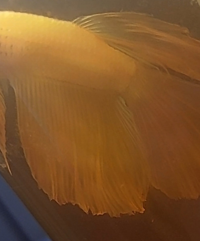 Photographie du post de Nymeria 