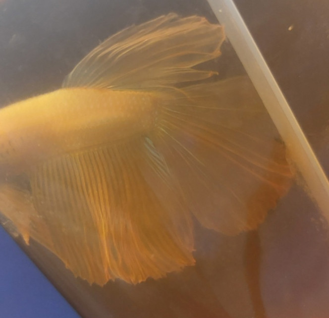 Photographie du post de Nymeria 