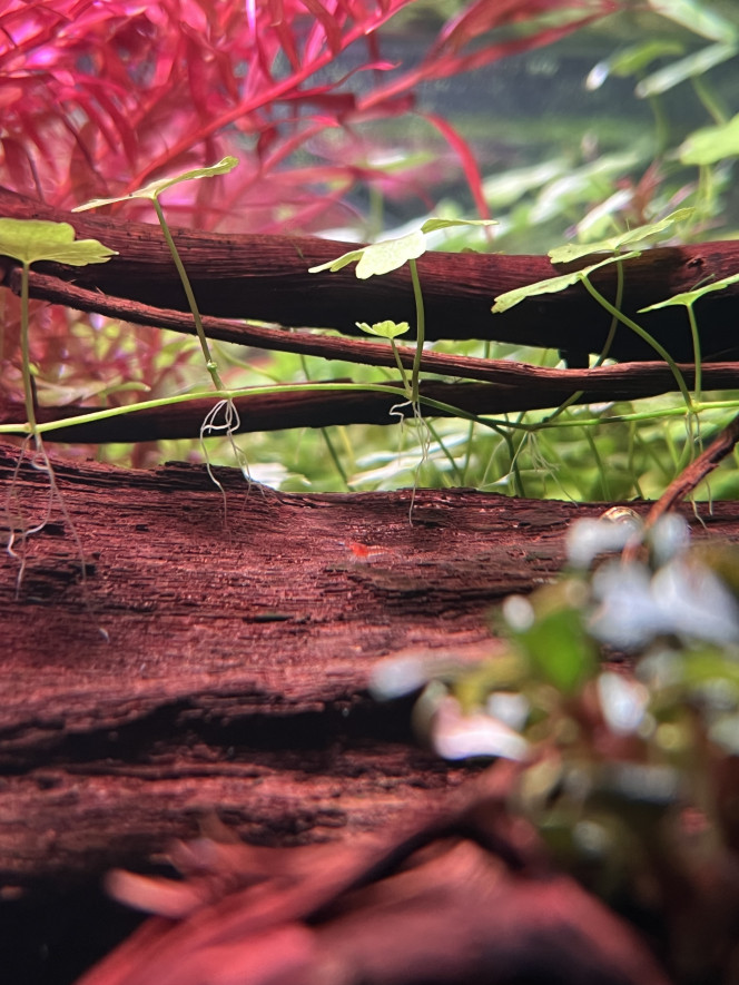 Photographie du post de ThomLA 