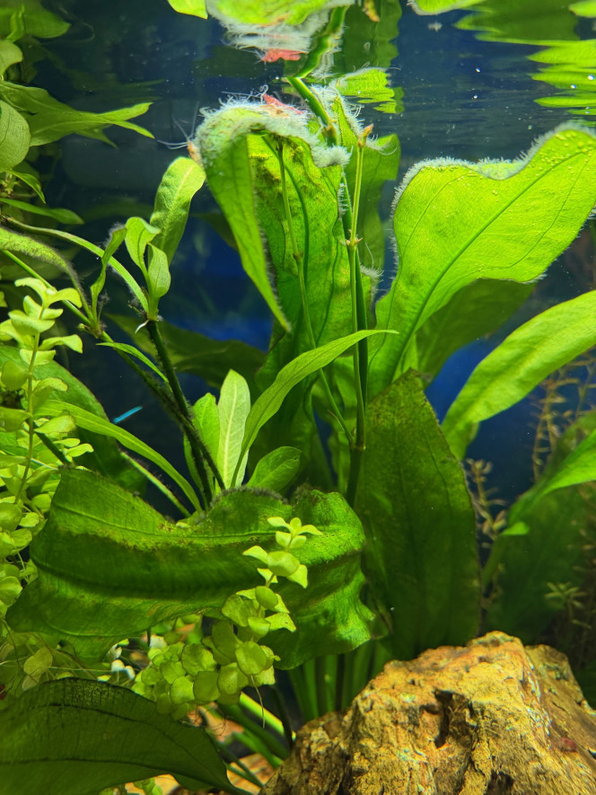 Photographie du post de Anto09820 