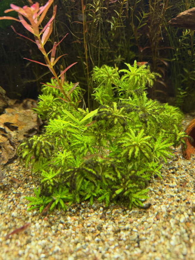 Photographie du post de Anto09820 