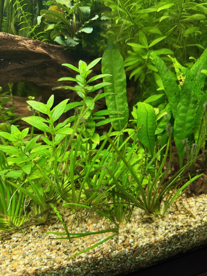 Photographie du post de Anto09820 