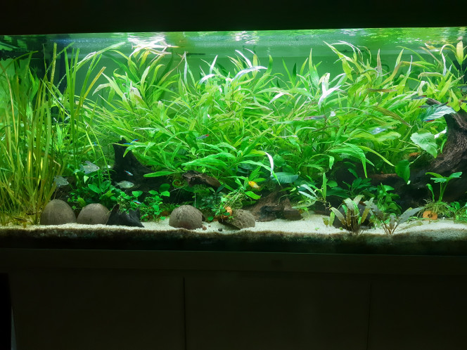 Photographie du post de LADODOLELA 