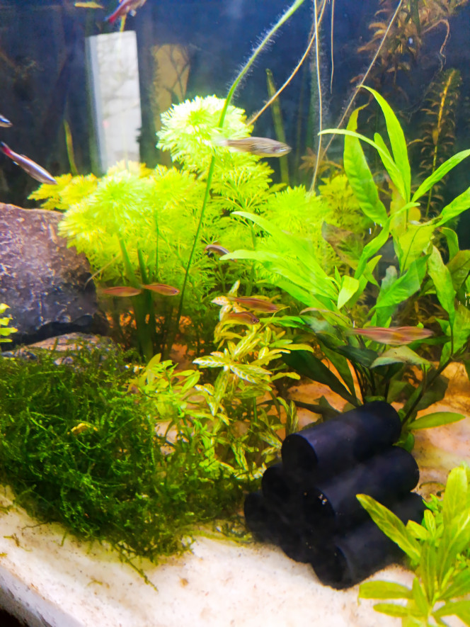  Crevettes naines, vairon de chine, danio leopard