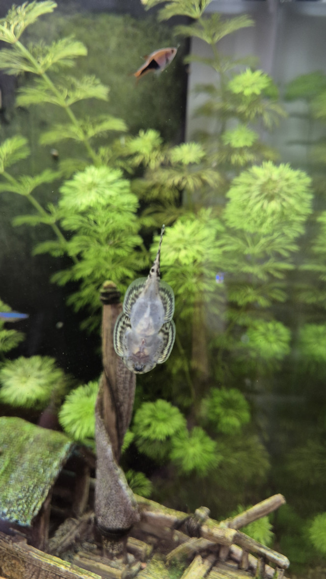 Sexage Sewellia Lineoata Une idée du sexe de ces 3 indivudus ? Je dirais que le premier est un mâle pour sûr, il a d’ailleurs tendance à chasser les deux autres. Je ne suis pas certain pour les deux autres. (Le 2eme chasse aussi le 3ème)