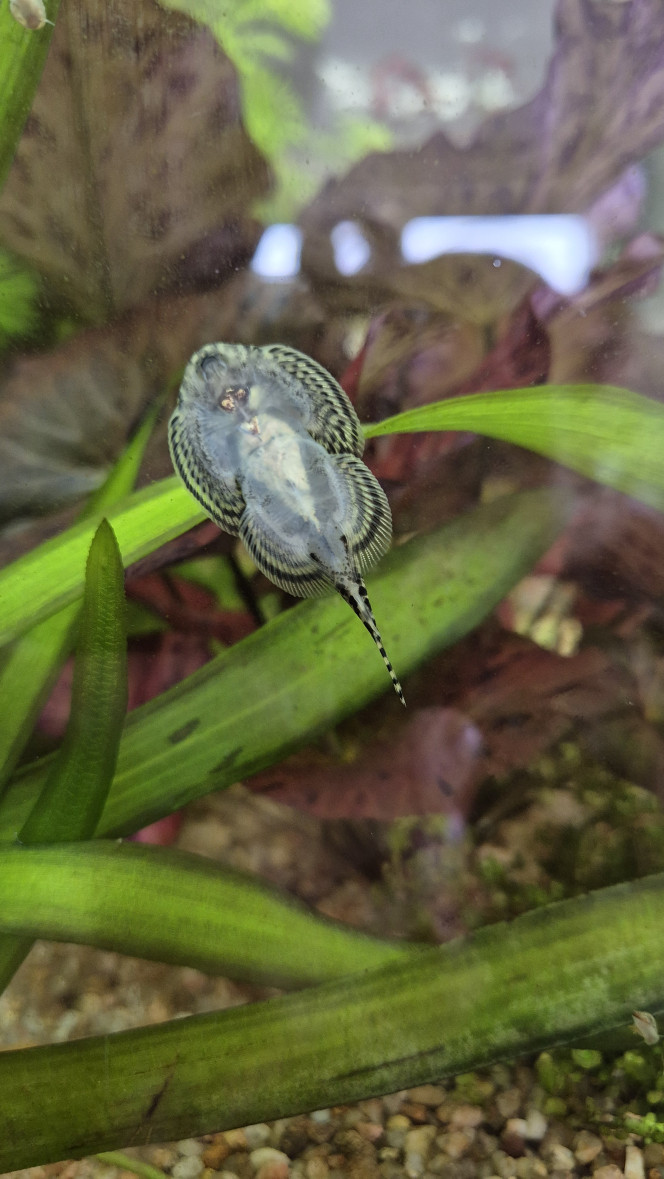 Sexage Sewellia Lineoata Une idée du sexe de ces 3 indivudus ? Je dirais que le premier est un mâle pour sûr, il a d’ailleurs tendance à chasser les deux autres. Je ne suis pas certain pour les deux autres. (Le 2eme chasse aussi le 3ème)