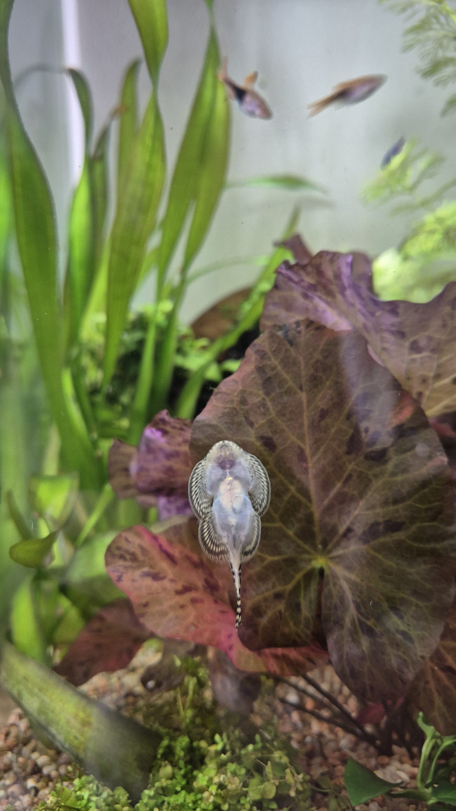 Sexage Sewellia Lineoata Une idée du sexe de ces 3 indivudus ? Je dirais que le premier est un mâle pour sûr, il a d’ailleurs tendance à chasser les deux autres. Je ne suis pas certain pour les deux autres. (Le 2eme chasse aussi le 3ème)