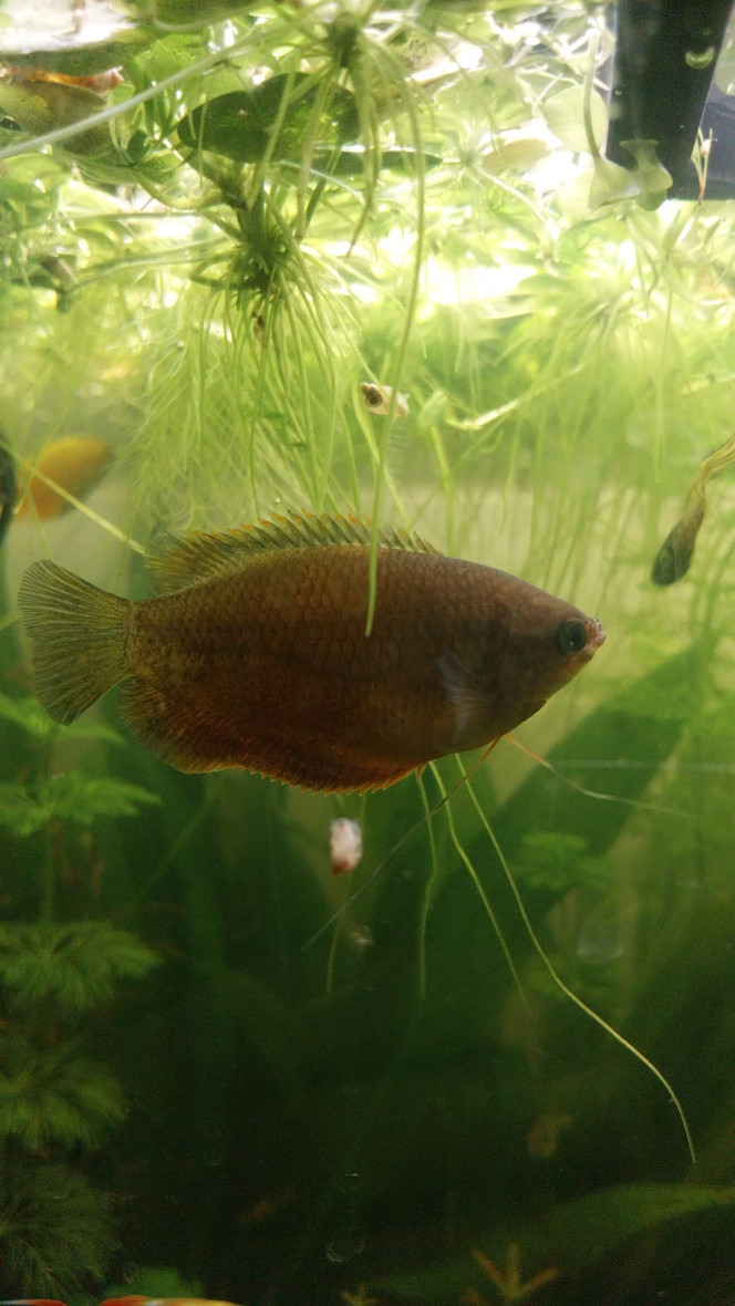 Mes chunas et ma Trichogaster red 134L- Asiat Mes 2 males chuna (les nids de bulles en progression)
Ma femelle chuna et ma Trichigaster red (Apoutchou son petit nom)
