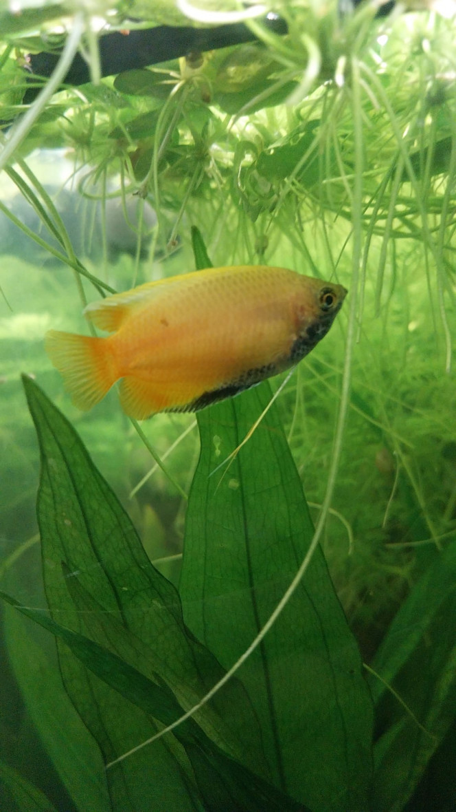 Mes chunas et ma Trichogaster red Mes 2 males chuna (les nids de bulles en progression)
Ma femelle chuna et ma Trichigaster red (Apoutchou son petit nom)