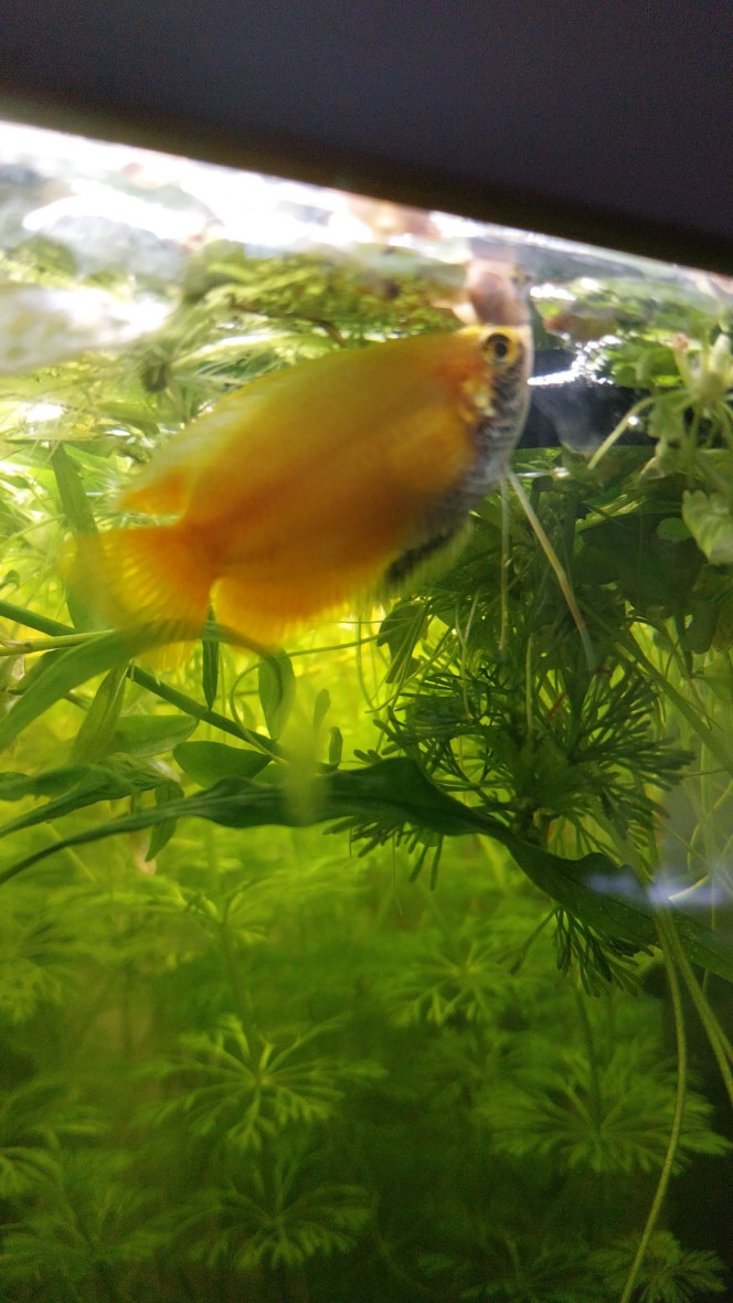 Mes chunas et ma Trichogaster red Mes 2 males chuna (les nids de bulles en progression)
Ma femelle chuna et ma Trichigaster red (Apoutchou son petit nom)