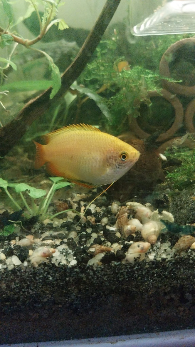 Mes chunas et ma Trichogaster red Mes 2 males chuna (les nids de bulles en progression)
Ma femelle chuna et ma Trichogaster red (Apoutchou son petit nom)