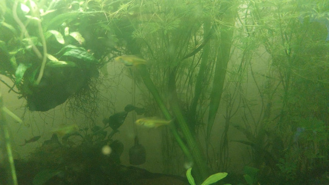 Kubotai - 134L Asiat Mes petits Kubotai Emeraude (pour le moment le reste 10 sur 11 (1 a disparu sans que je le retrouve)
Bientot 5 copains vont les rejoindre

P.s : qualité photo nulle, ils vont trop vite