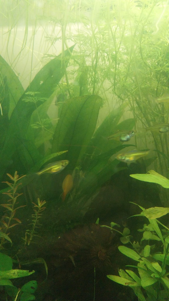 Kubotai - 134L Asiat Mes petits Kubotai Emeraude (pour le moment le reste 10 sur 11 (1 a disparu sans que je le retrouve)
Bientot 5 copains vont les rejoindre

P.s : qualité photo nulle, ils vont trop vite