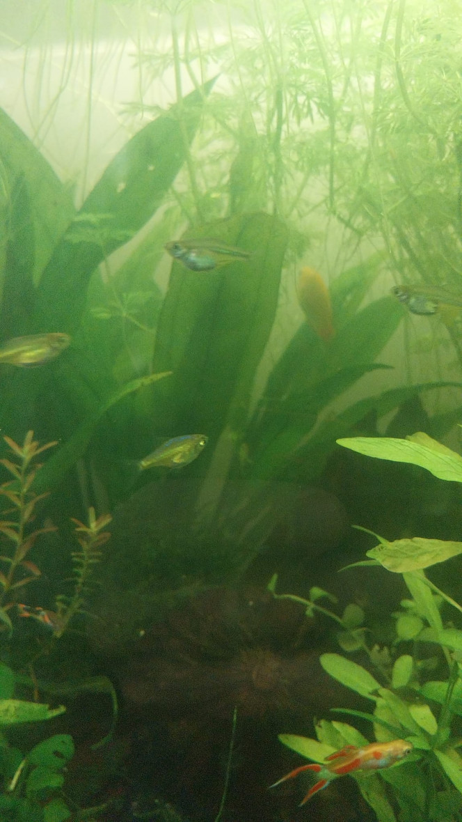 Kubotai - 134L Asiat Mes petits Kubotai Emeraude (pour le moment le reste 10 sur 11 (1 a disparu sans que je le retrouve)
Bientot 5 copains vont les rejoindre

P.s : qualité photo nulle, ils vont trop vite