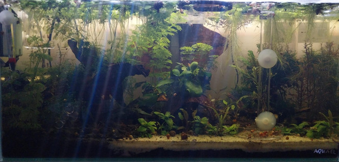 Mise à jour du 54L - Australo Guinéen Mise à jour de mon bac de 54L (44 net) photo principale