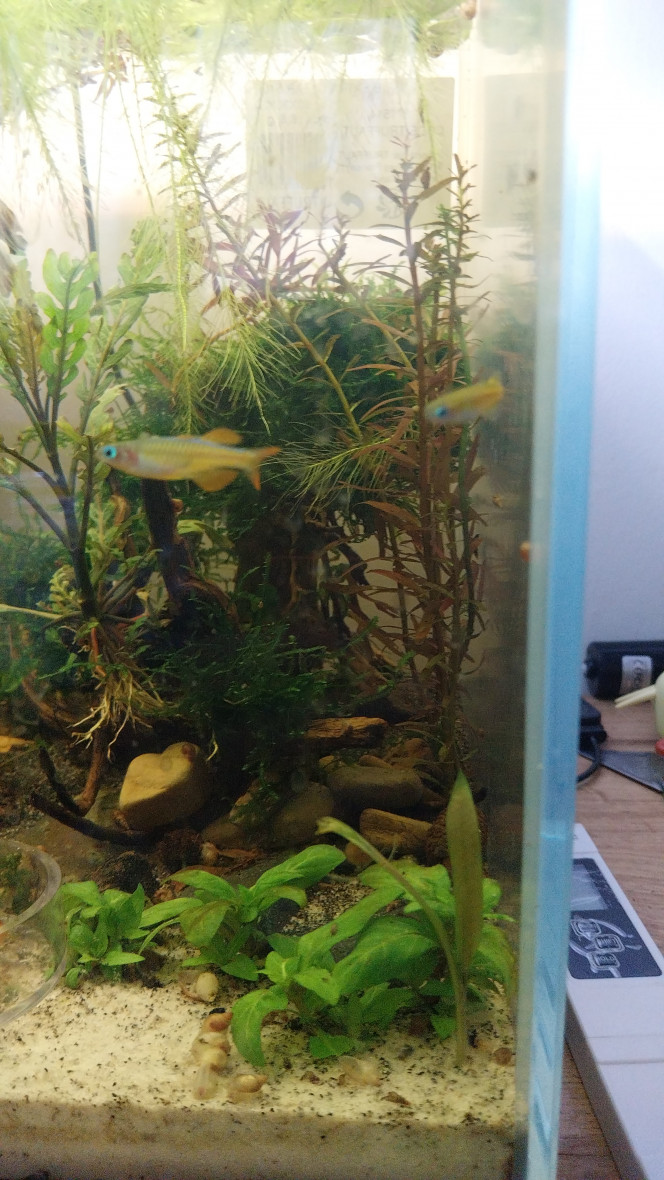 Ma Population - 54L Australo-Guinéen Crevettes orange sakura
Crevettes Malawas
Un couple de pseudomugyl luminatus (je devais en avoir plus mais erreur sur la commande. Les 8 autres (2M/6F) viendront s ajouter debut avril à mon couple