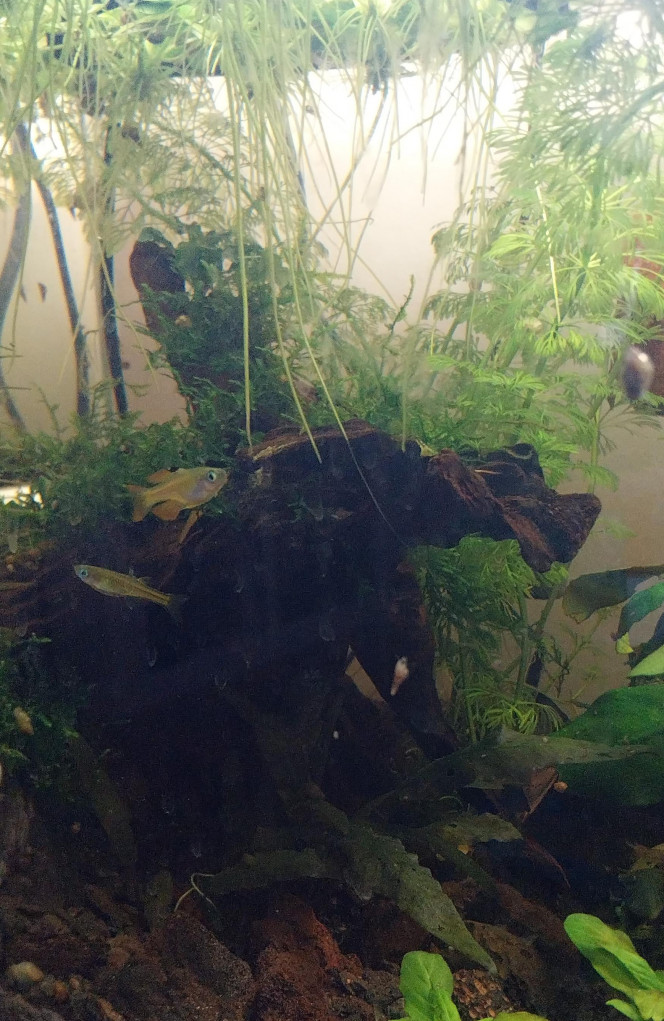 Ma Population - 54L Australo-Guinéen Crevettes orange sakura
Crevettes Malawas
Un couple de pseudomugyl luminatus (je devais en avoir plus mais erreur sur la commande. Les 8 autres (2M/6F) viendront s ajouter debut avril à mon couple