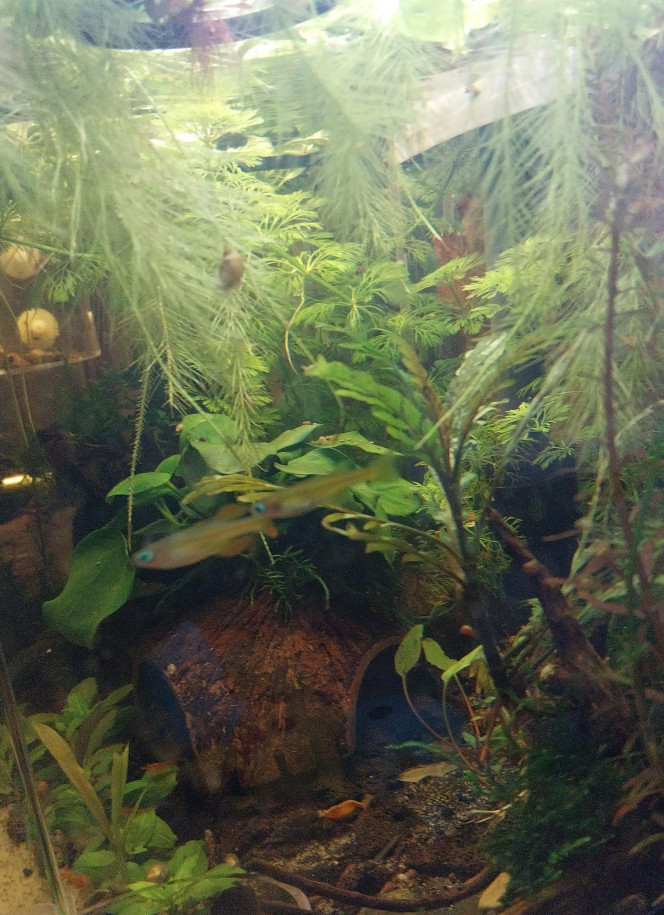 Ma Population - 54L Australo-Guinéen Crevettes orange sakura
Crevettes Malawas
Un couple de pseudomugyl luminatus (je devais en avoir plus mais erreur sur la commande. Les 8 autres (2M/6F) viendront s ajouter debut avril à mon couple