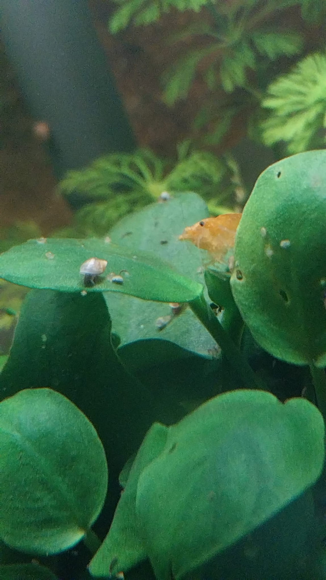 Ma Population - 54L Australo-Guinéen Crevettes orange sakura
Crevettes Malawas
Un couple de pseudomugyl luminatus (je devais en avoir plus mais erreur sur la commande. Les 8 autres (2M/6F) viendront s ajouter debut avril à mon couple