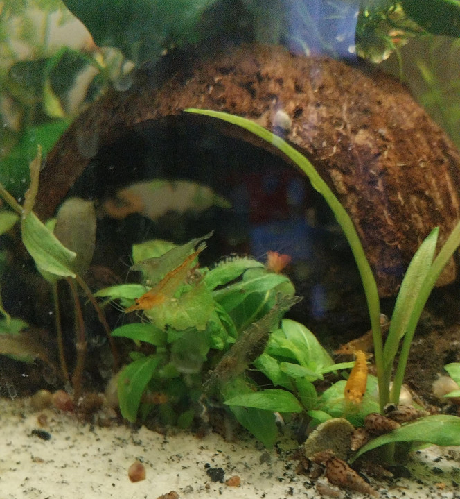 Ma Population - 54L Australo-Guinéen Crevettes orange sakura
Crevettes Malawas
Un couple de pseudomugyl luminatus (je devais en avoir plus mais erreur sur la commande. Les 8 autres (2M/6F) viendront s ajouter debut avril à mon couple