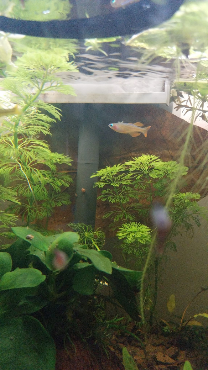 Ma Population - 54L Australo-Guinéen Crevettes orange sakura
Crevettes Malawas
Un couple de pseudomugyl luminatus (je devais en avoir plus mais erreur sur la commande. Les 8 autres (2M/6F) viendront s ajouter debut avril à mon couple