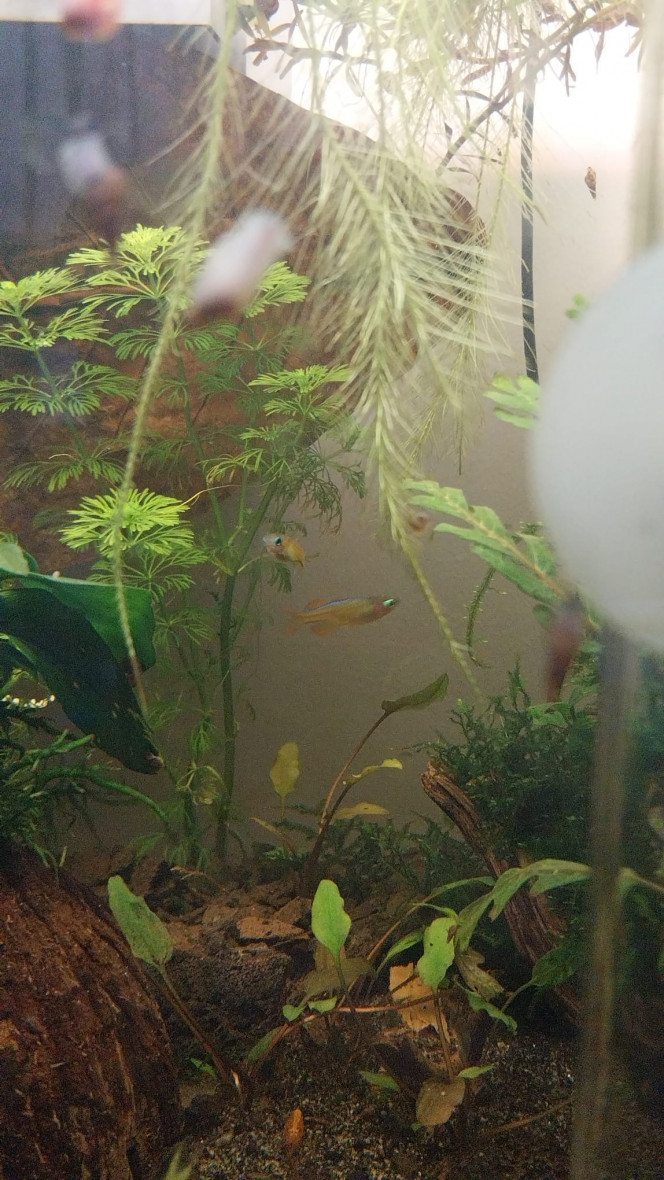 Ma Population - 54L Australo-Guinéen Crevettes orange sakura
Crevettes Malawas
Un couple de pseudomugyl luminatus (je devais en avoir plus mais erreur sur la commande. Les 8 autres (2M/6F) viendront s ajouter debut avril à mon couple