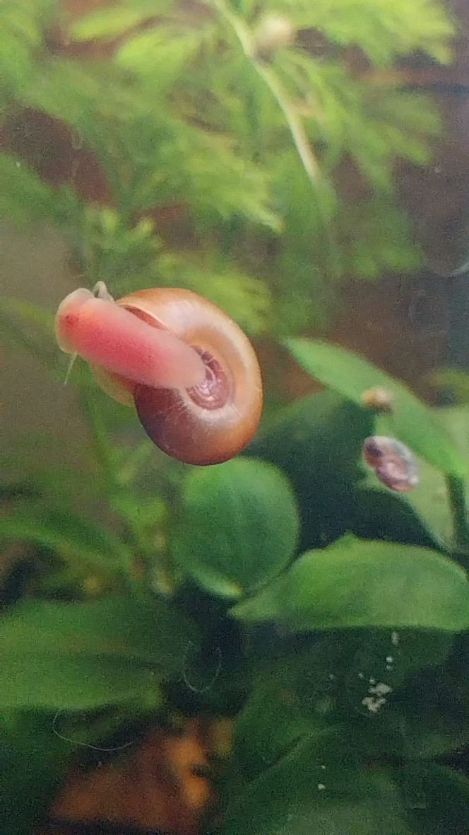 Ma Population - 54L Australo-Guinéen Crevettes orange sakura
Crevettes Malawas
Un couple de pseudomugyl luminatus (je devais en avoir plus mais erreur sur la commande. Les 8 autres (2M/6F) viendront s ajouter debut avril à mon couple