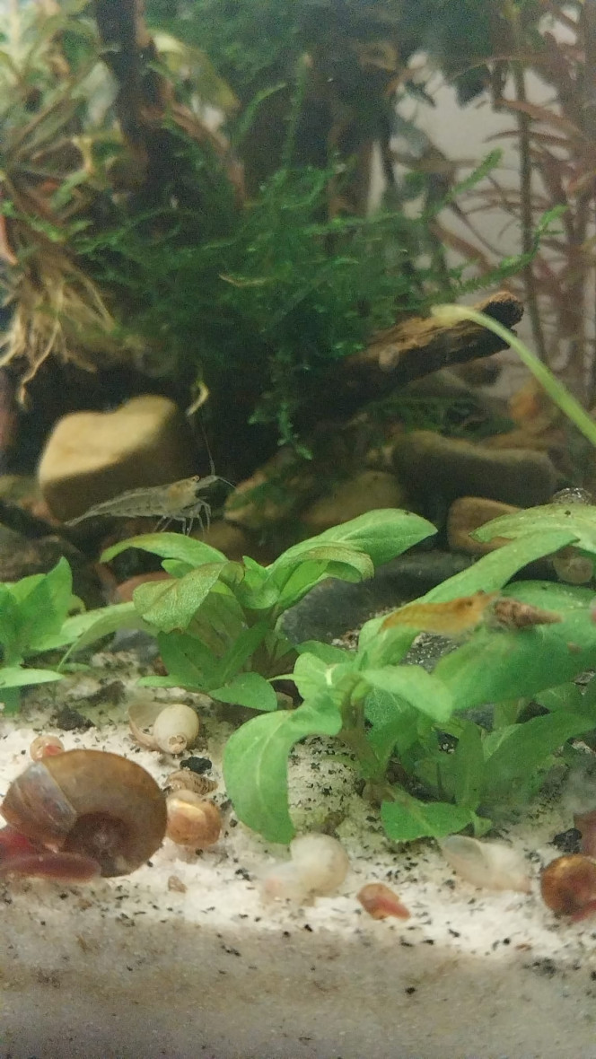 Ma Population - 54L Australo-Guinéen Crevettes orange sakura
Crevettes Malawas
Un couple de pseudomugyl luminatus (je devais en avoir plus mais erreur sur la commande. Les 8 autres (2M/6F) viendront s ajouter debut avril à mon couple