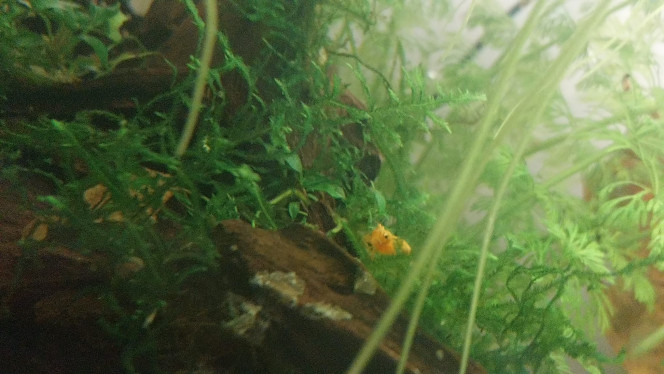 Ma Population - 54L Australo-Guinéen Crevettes orange sakura
Crevettes Malawas
Un couple de pseudomugyl luminatus (je devais en avoir plus mais erreur sur la commande. Les 8 autres (2M/6F) viendront s ajouter debut avril à mon couple