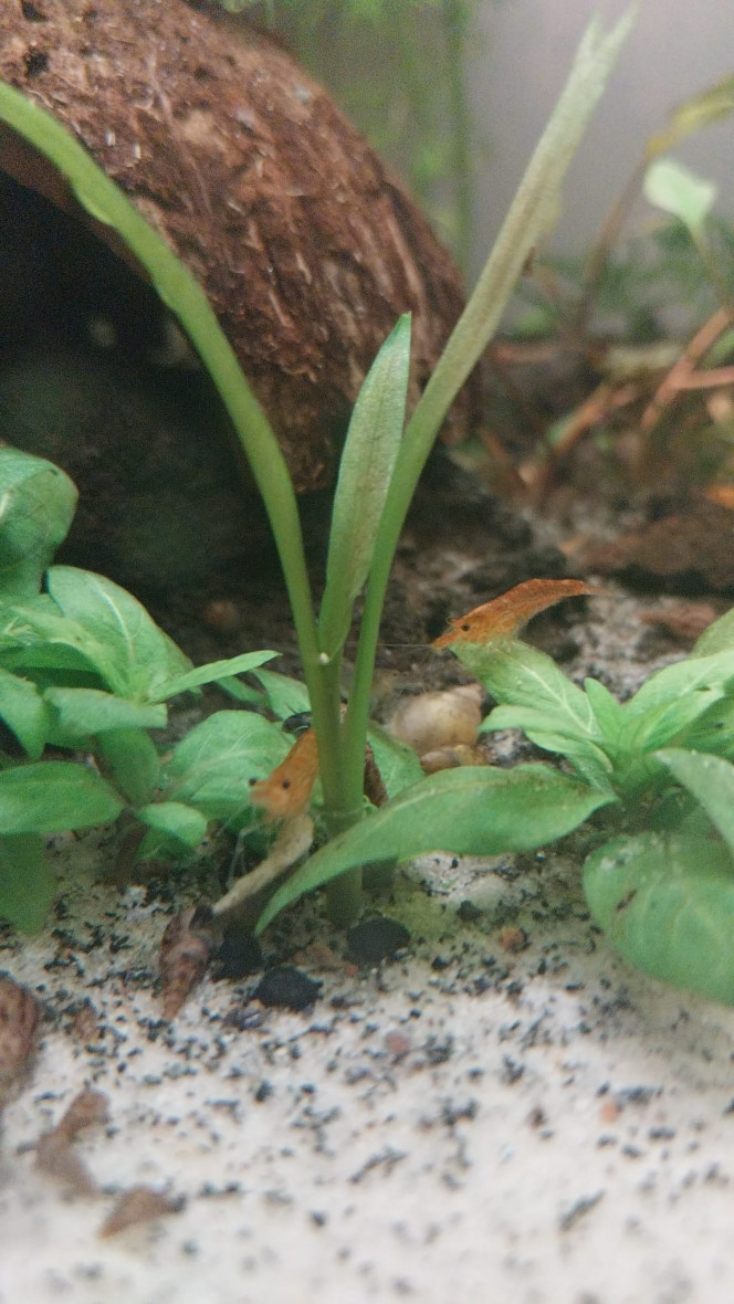 Ma Population - 54L Australo-Guinéen Crevettes orange sakura
Crevettes Malawas
Un couple de pseudomugyl luminatus (je devais en avoir plus mais erreur sur la commande. Les 8 autres (2M/6F) viendront s ajouter debut avril à mon couple