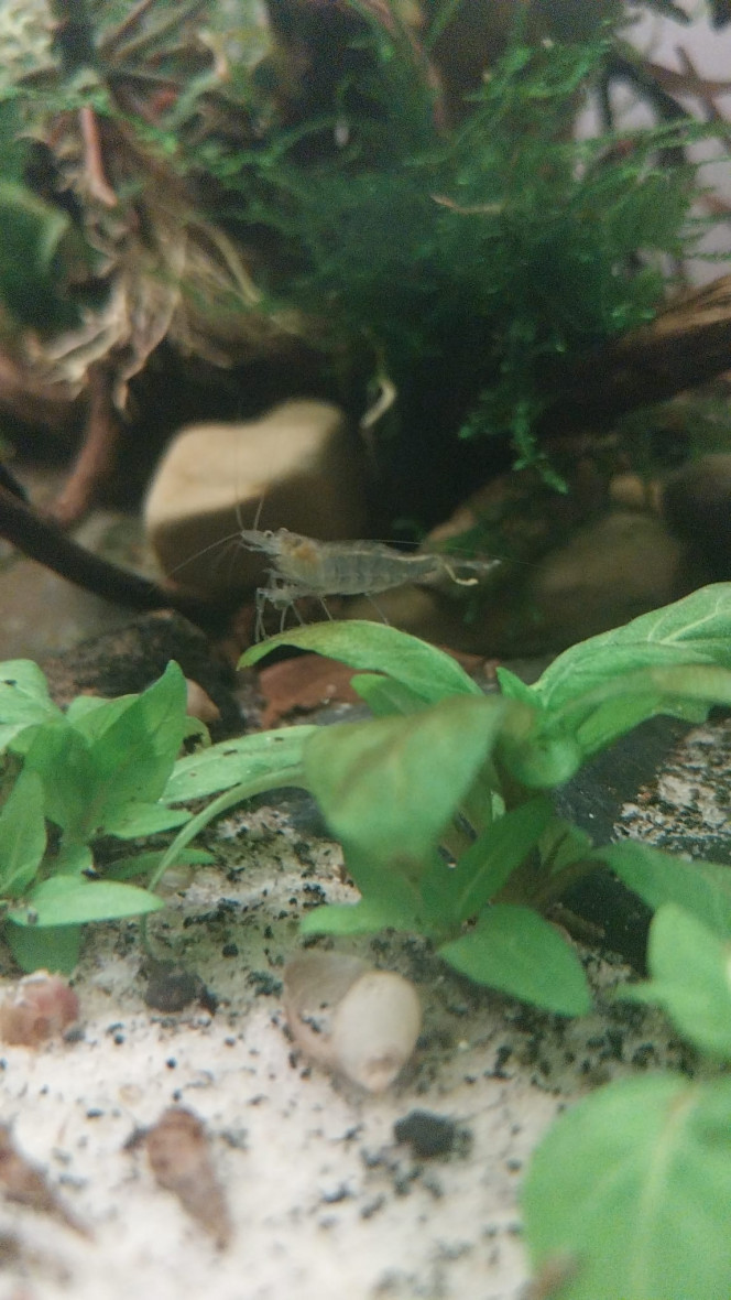 Ma Population - 54L Australo-Guinéen Crevettes orange sakura
Crevettes Malawas
Un couple de pseudomugyl luminatus (je devais en avoir plus mais erreur sur la commande. Les 8 autres (2M/6F) viendront s ajouter debut avril à mon couple