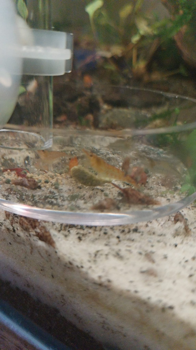 Ma Population - 54L Australo-Guinéen Crevettes orange sakura
Crevettes Malawas
Un couple de pseudomugyl luminatus (je devais en avoir plus mais erreur sur la commande. Les 8 autres (2M/6F) viendront s ajouter debut avril à mon couple