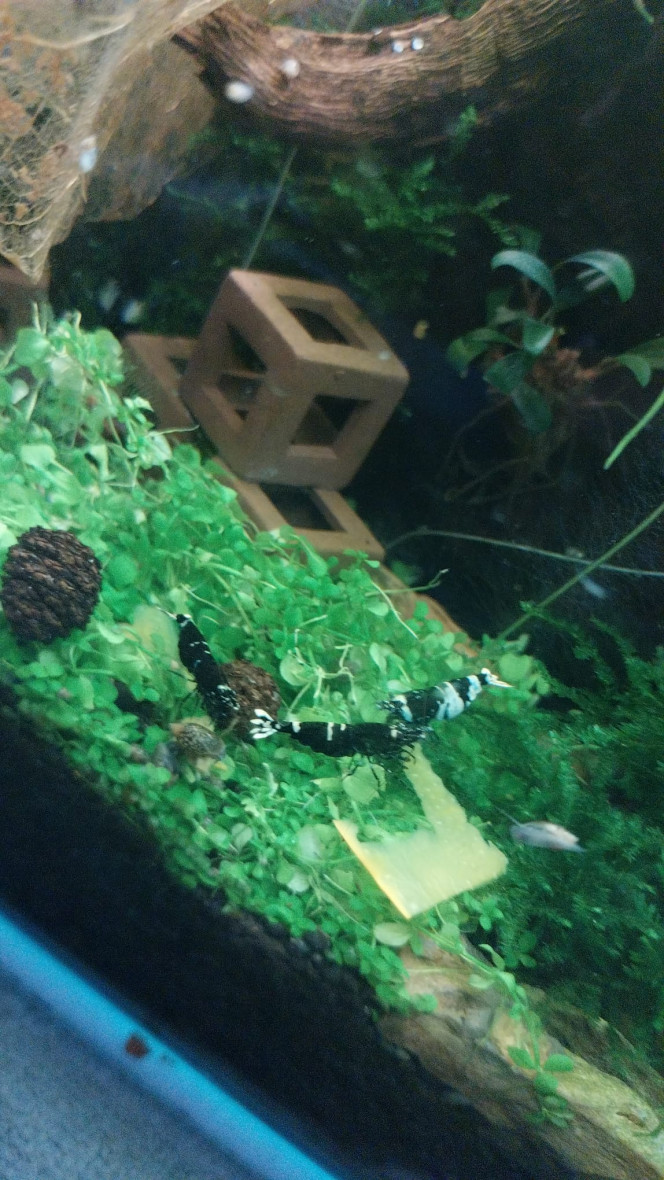 Spé Caridina Panda - Nano Mes petites bestioles (j en ai integré 17. Depuis 4 sont grainees).