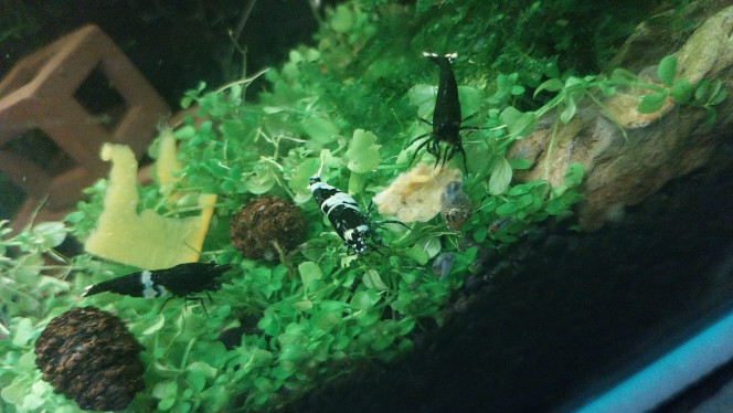 Spé Caridina Panda - Nano Mes petites bestioles (j en ai integré 17. Depuis 4 sont grainees).