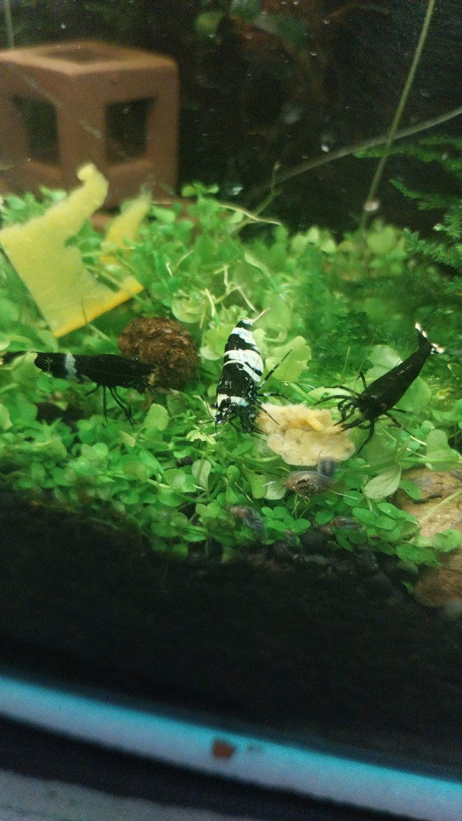 Spé Caridina Panda - Nano Mes petites bestioles (j en ai integré 17. Depuis 4 sont grainees).