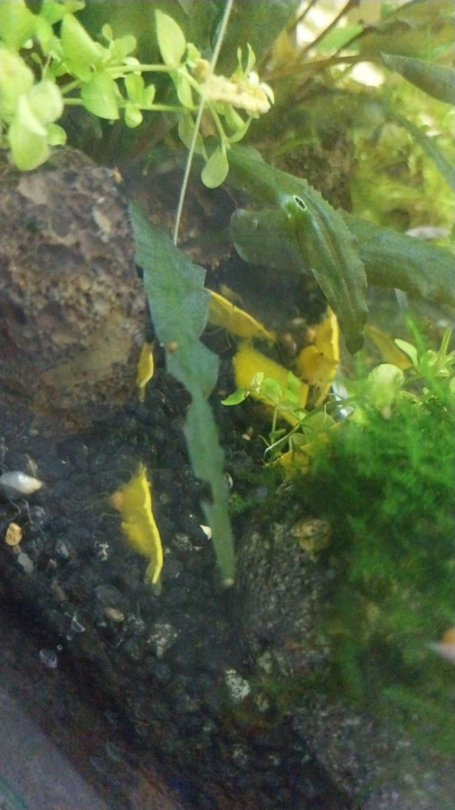 Spé Yellow Neon - Nano Mes petites bebettes
Pleins de zoé et juvéniles (il y avait 11 femelles grainees en meme temps) et y en a encore haha