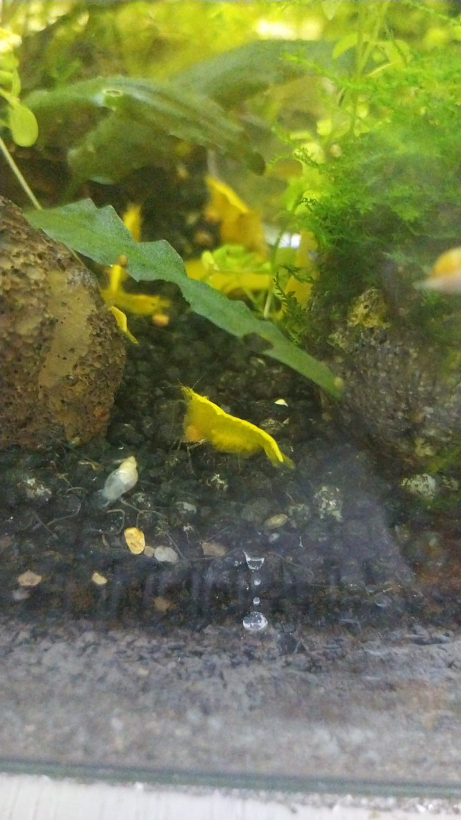 Spé Yellow Neon - Nano Mes petites bebettes
Pleins de zoé et juvéniles (il y avait 11 femelles grainees en meme temps) et y en a encore haha