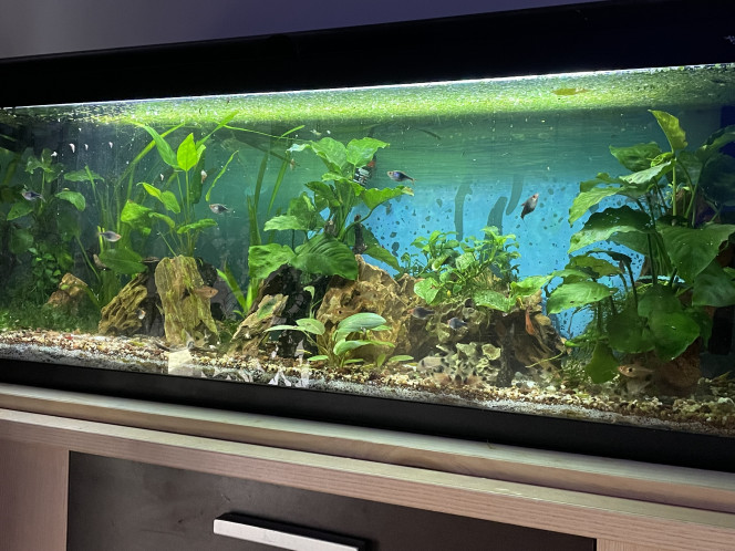 Photographie du post de CoBi 