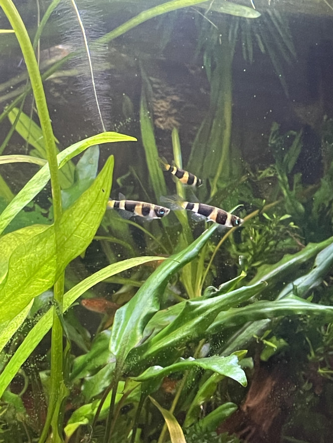 Photographie du post de CoBi 