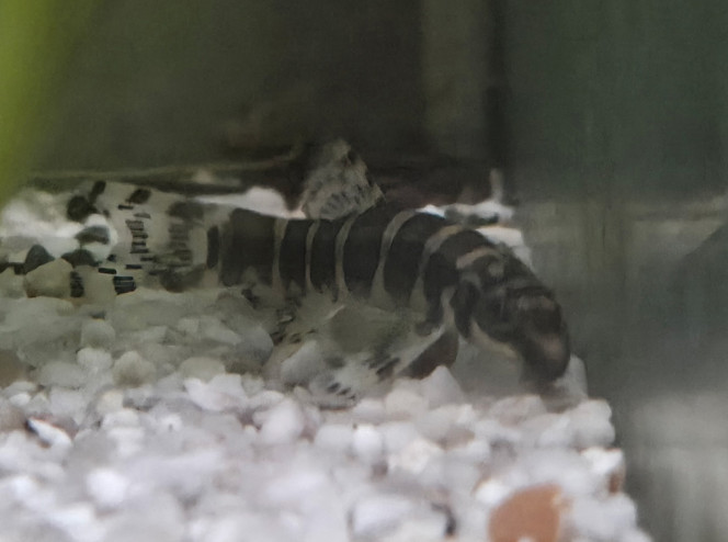 Photographie du post de Ayolit 